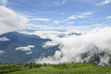 Tea garden in the hills with clouds in the monsoon