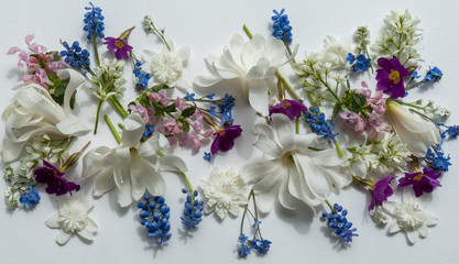 Pattern with white magnolia, bellis perennis,  light blue myositis, ulsatilla parents, Muscari flowers, Bird Cherry tree, Primrose, anemone on the white background © Sergey + Marina