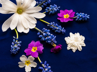 Flat lay with white magnolia, muscari, anemone and garden primrose  flowers  on the  blue background