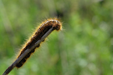 A close up of colorful hairy, striped and spotted Drinker moth caterpillar (Euthrix potatoria) on a twig, natural blurred green background