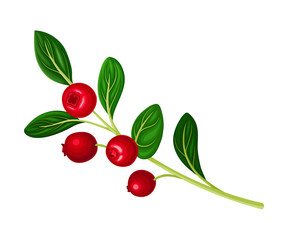 Lingonberry Branch with Oval Leaves Bearing Edible Red Fruit Vector Illustration