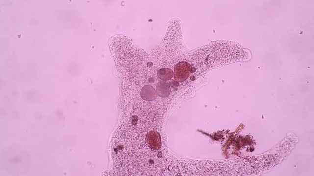 Amoebae move and feed by using pseudopods, which are bulges of cytoplasm formed by the coordinated action of actin microfilaments pushing out the plasma membrane that surrounds the cell.
