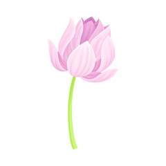 Fototapeta premium Semi-closed Tender Lotus Flower Bud on Leaf Stalk Vector Illustration