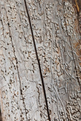 Traces of bark beetles