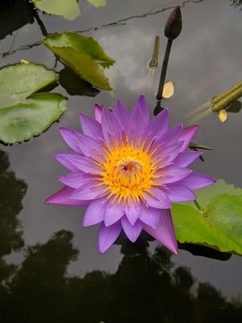 Purple olu flower in a pond
