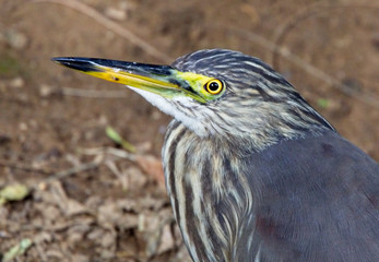 Indian Pond Heron (Ardeola grayii), portrait shot, Victoria Park, Nuwara Eliya, Sri Lanka.