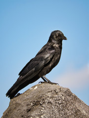 bird, tier, natur, wild lebende tiere, krähe, rabe, adler, black, schnabel, falco, wild