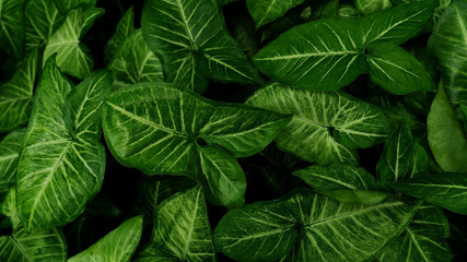 Green Tricolor Nephthytis plant in a garden.