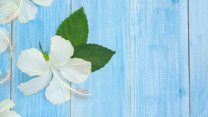 White Hibiscus flowers on a blue wooden table.