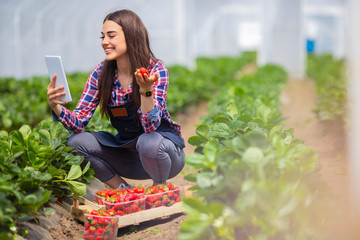 Fototapeta premium Agricultural engineer working in the greenhouse. Happy Woman Picking Ripe Strawberry In Greenhouse. Woman entrepreneur. Farmer picking organic strawberry.