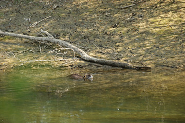 Nutria