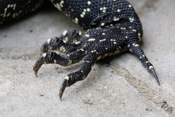 monitor lizard claw, also known as varanus salvator