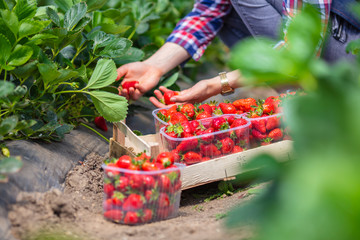 Fototapeta premium Female hand rips strawberries from the bush. Perfect weather for harvesting strawberries. There is wooden box with strawberries near the bush. Picking strawberry in garden