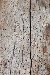 Traces of bark beetles