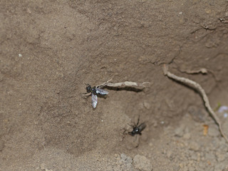 Schwebfliege