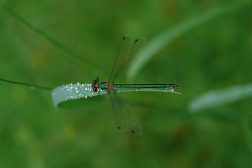 A close up of female of green damselfly Lestes dryas. The green dragonfly - emerald spreadwing (scarce emerald damselfly or robust spreadwing) on the flat  grass blade with dew drops, top view