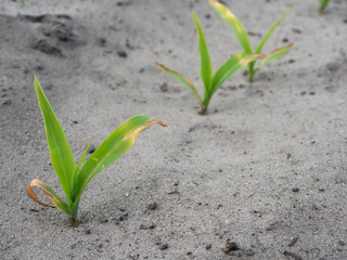 Klimawandel - Trockenheit - Ernteausfälle beim Mais