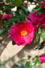 camellia