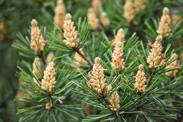 Selective focus. Male pine cones (Pinus sylvestris). Pine pollen is a strong allergen.