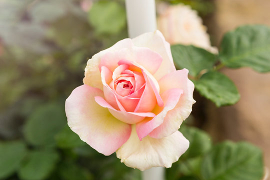 Beautiful pink rose flower over blurred garden background, nature background, spring or summer saason