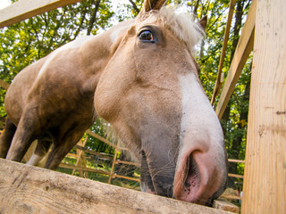 Head of a horse standing in the paddock close-up