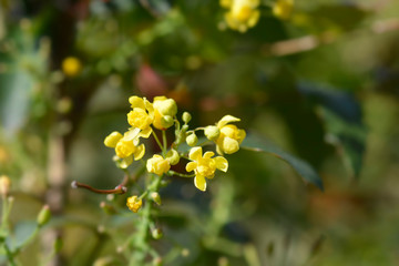 Oregon grape