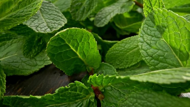 Wandering in green flora macro world. Rich green spearmint foliage on dark wooden table. Camera moving backwards. Slider shot, UHD