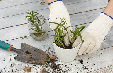 Plant rosemary in a pot. View from above. Hands in gloves, rosemary shoots, garden shovel, wooden table.