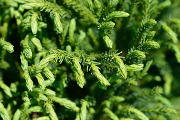Japanese cedar Globosa Nana