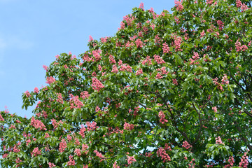 Red horse chestnut