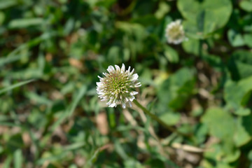 White clover