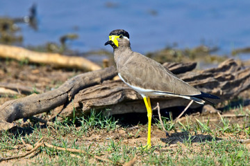 Yellow-wattled Lapwing (Vanellus malabaricus), Uda Walawe National Park, Sri Lanka.
