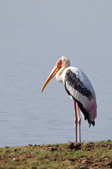 Painted Stork (Mycteria leucocephala), standing at the water's edge, Uda Walawe National Park, Sri Lanka.