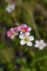 Obraz na płótnie Canvas Saxifrage flowers