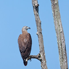Grey-headed Fish Eagle (Haliaeetus ichthyaetus), perched in a dead tree, Uda Walawe National Park, Sri Lanka.