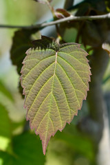 Handkerchief tree