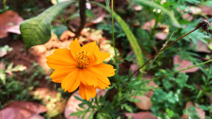 orange flower in the garden