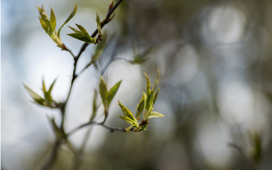 Branch of the first red leaves of the tree. Loose kidneys, macro