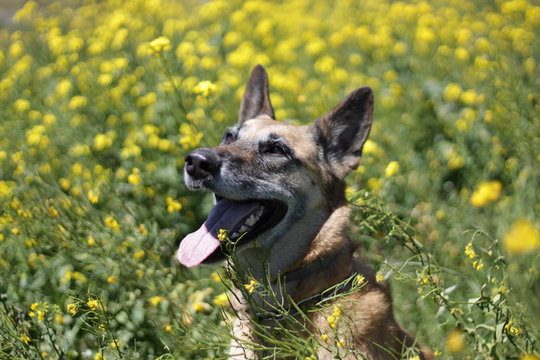 Pastor Belga Malinois en naturaleza