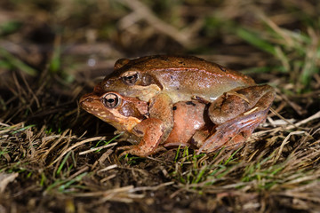 Fototapeta premium Couple of Italian agile frog (Rana latastei) in reproductive habits during the breeding season at the end of the winter. 