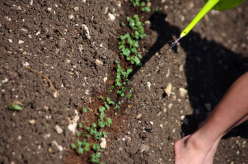 Jardinage - arrosage au potager