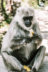 big gray monkey peels and eats a banana and cucumber 6