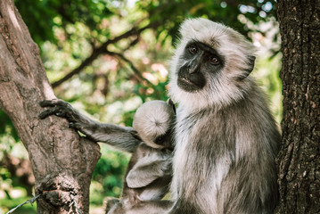 big gray monkey with a small child eat a banana 12