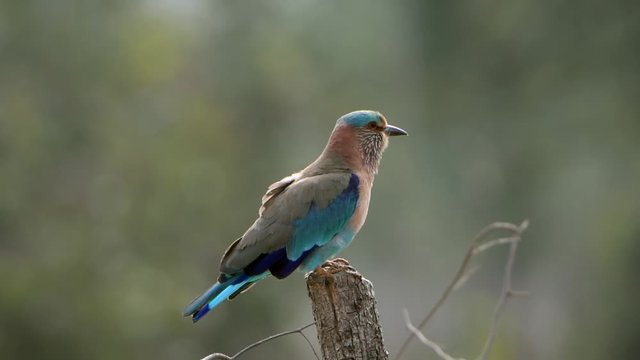 Indian Roller perched on a dry branch of a tree in Tadoba Andhari Tiger Reserve, Maharashtra, India