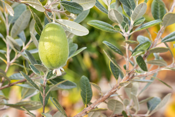 closeup of ripe organic feijoa fruit growing on feijoa tree