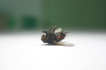 A dead fly lies up with its paws on the table. Blurred background.