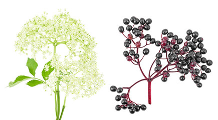 Blossom and fruit black elderberry (Sambucus nigra) on a white background.Black elder, European...