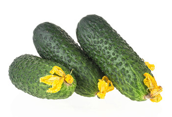 Fresh green cucumbers with flowers isolated on a white background