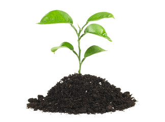 Concept of new life - Small green plant growing in soil isolated on a white background.