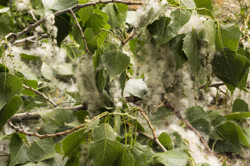 white poplar down on a fresh branch with green leaves
